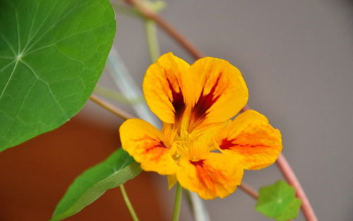 做外贸网站需要多少钱